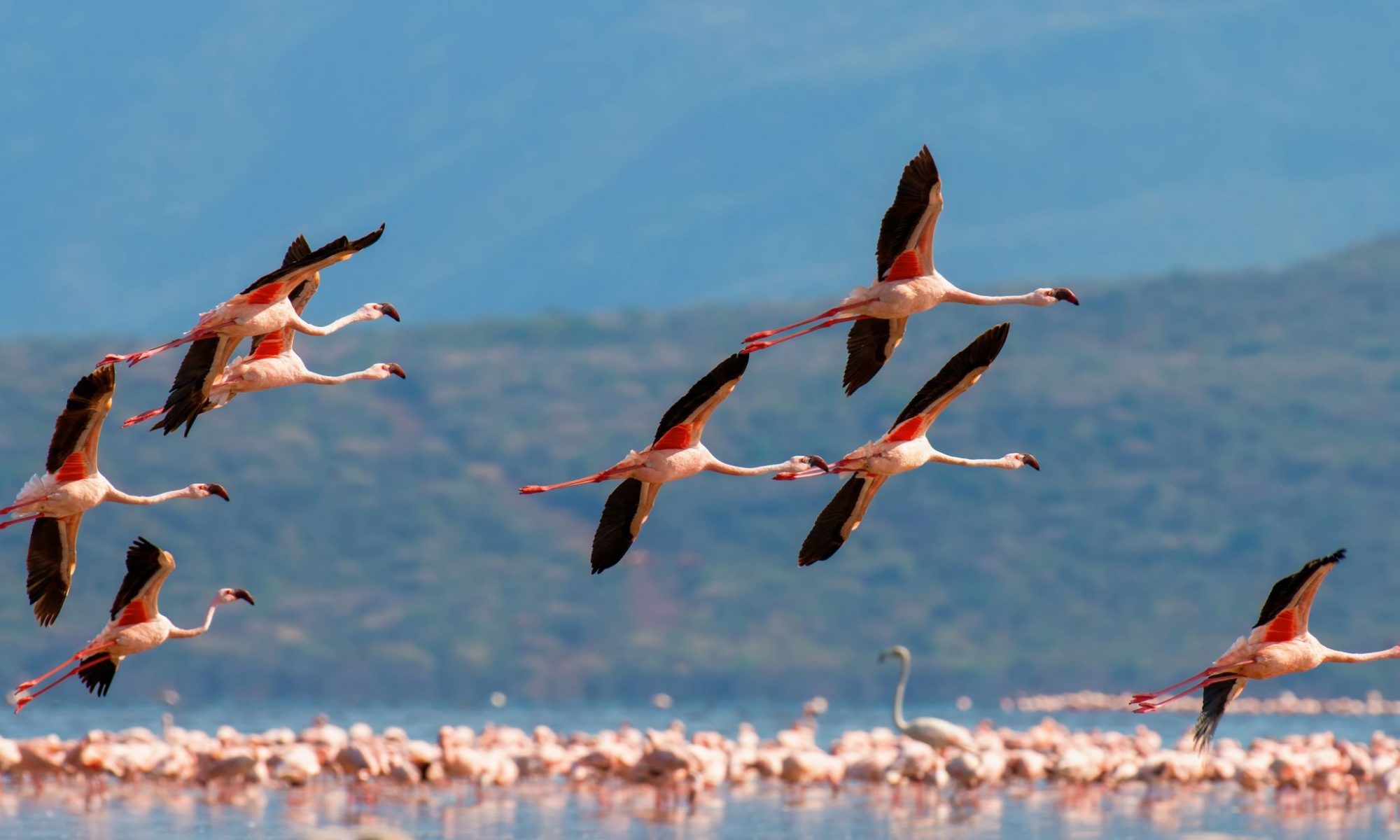 Flamingos sind zu sehen im Etang de Thau auf der adamare Singlereise Languedoc
