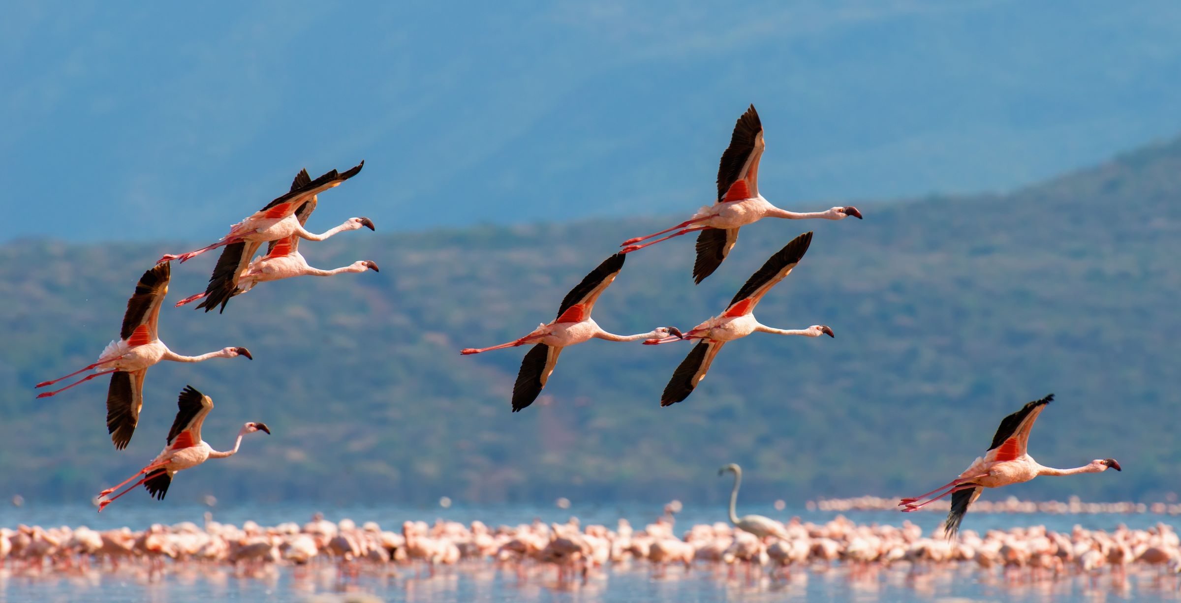 Flamingos sind zu sehen im Etang de Thau auf der adamare Singlereise Languedoc