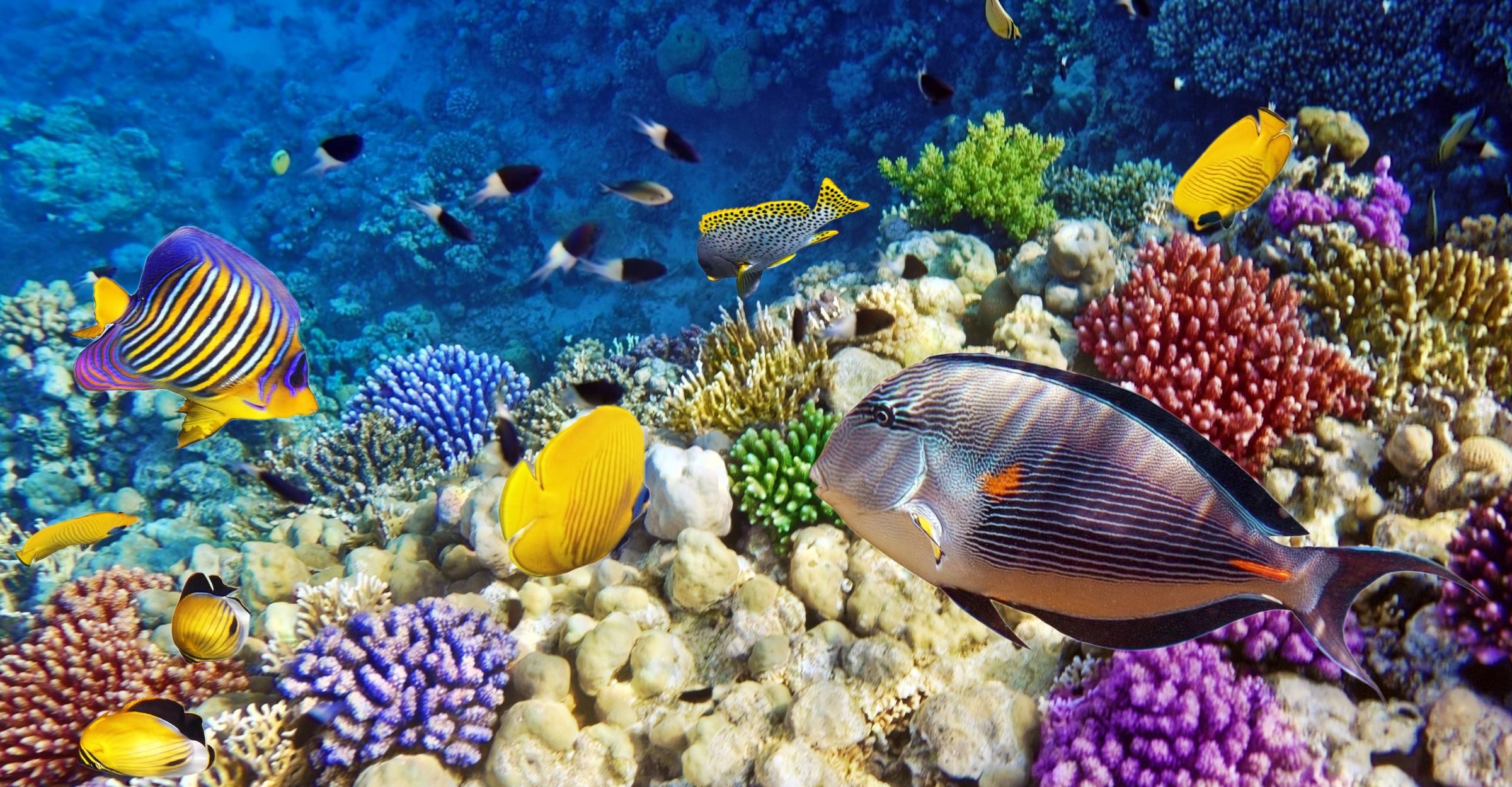 Farbenfrohe Fische und Korallen begegnen uns beim Tauchen in der Unterwasserwelt der Fidschis