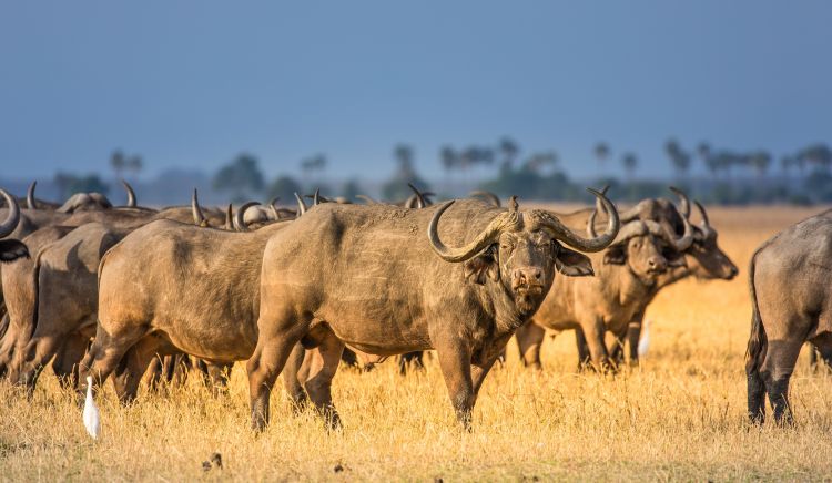 Büffelherden auf der adamare Singlereise durch Namibia und Botswana