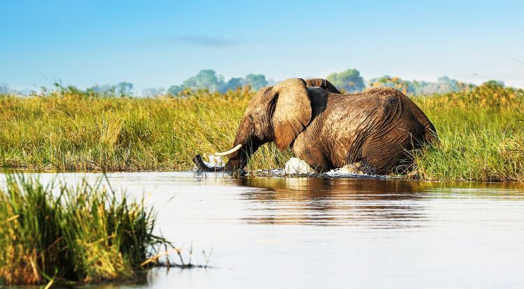 Das Okavango-Delta ist bekannt für seine hohe Elefantendichte. Zu erleben auf der adamare Singlereise nach Namibia