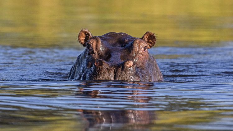 Auch Flusspferde werden die adamare Gäste auf der Singlereise nach Namibia zu sehen bekommen