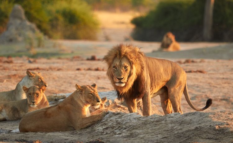 Safari mit Löwen auf der adamare Singlereise ins Südliche Afrika