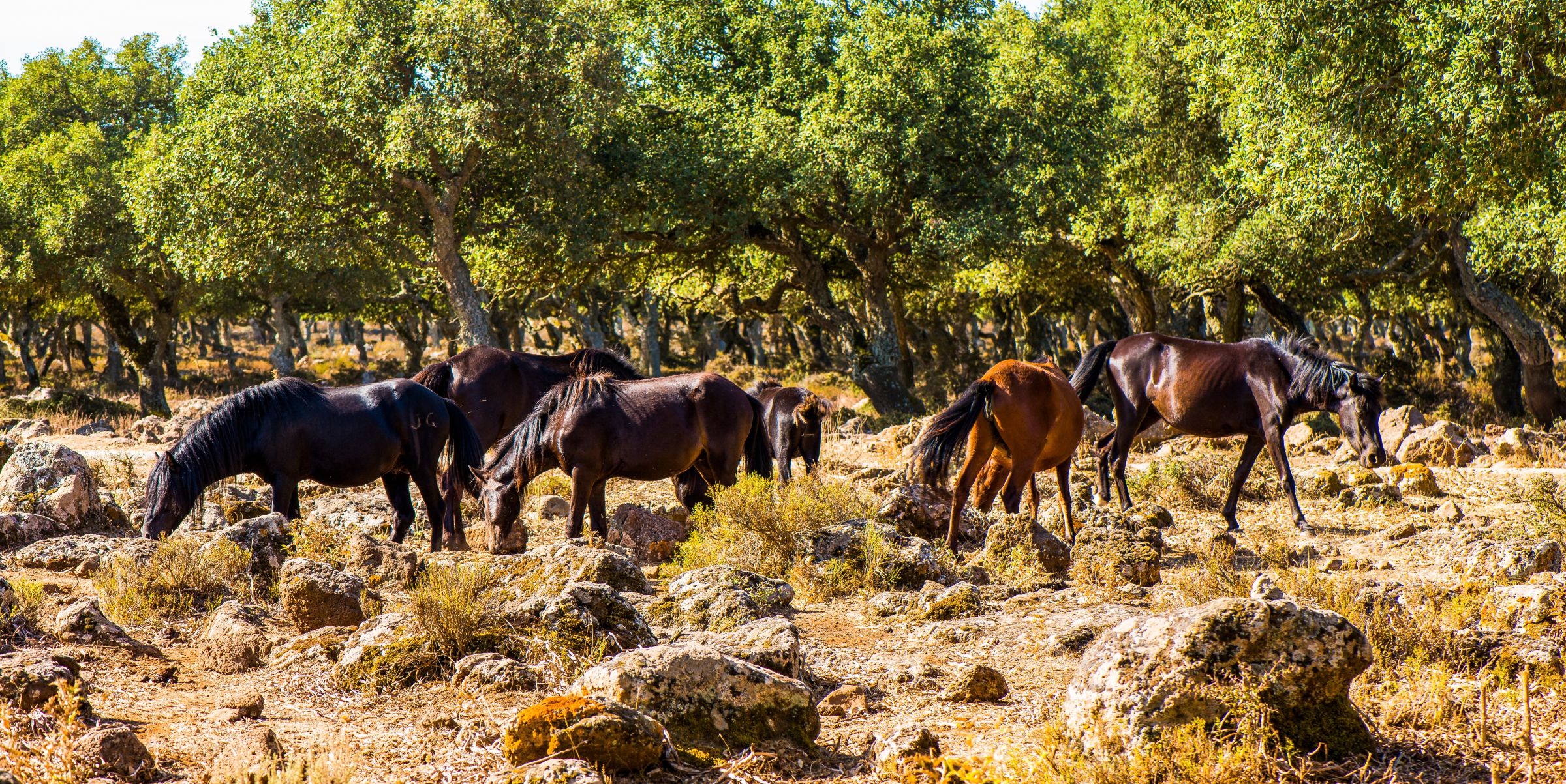 Italien - Sardinien Programmvariante Süden_31. Mai 2026