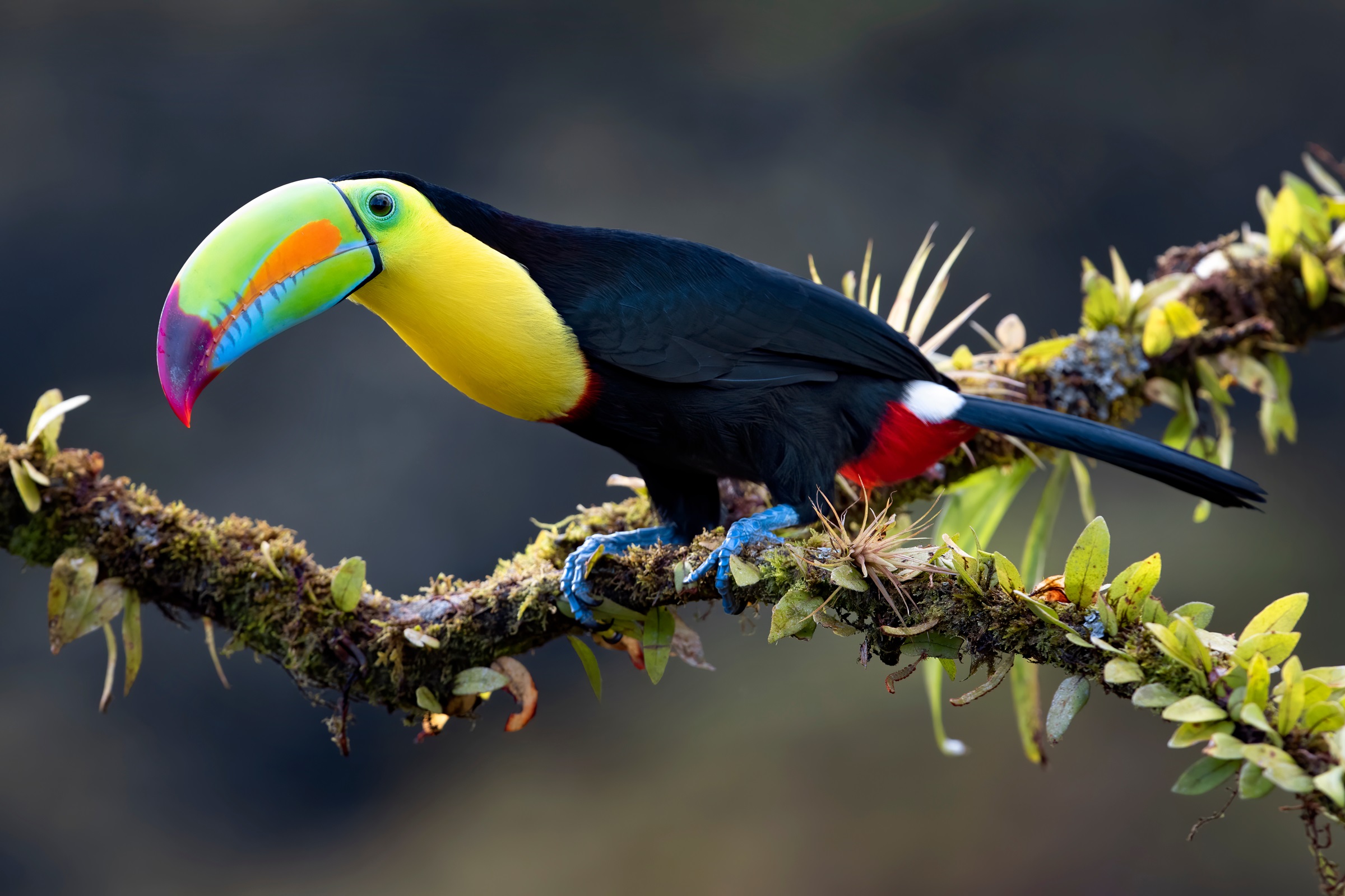 Singlereise Costa Rica – Eindrucksvolle Naturvielfalt zwischen Vulkanen, Naturreservaten und Pazifik_17-Nov-2026 als Termin