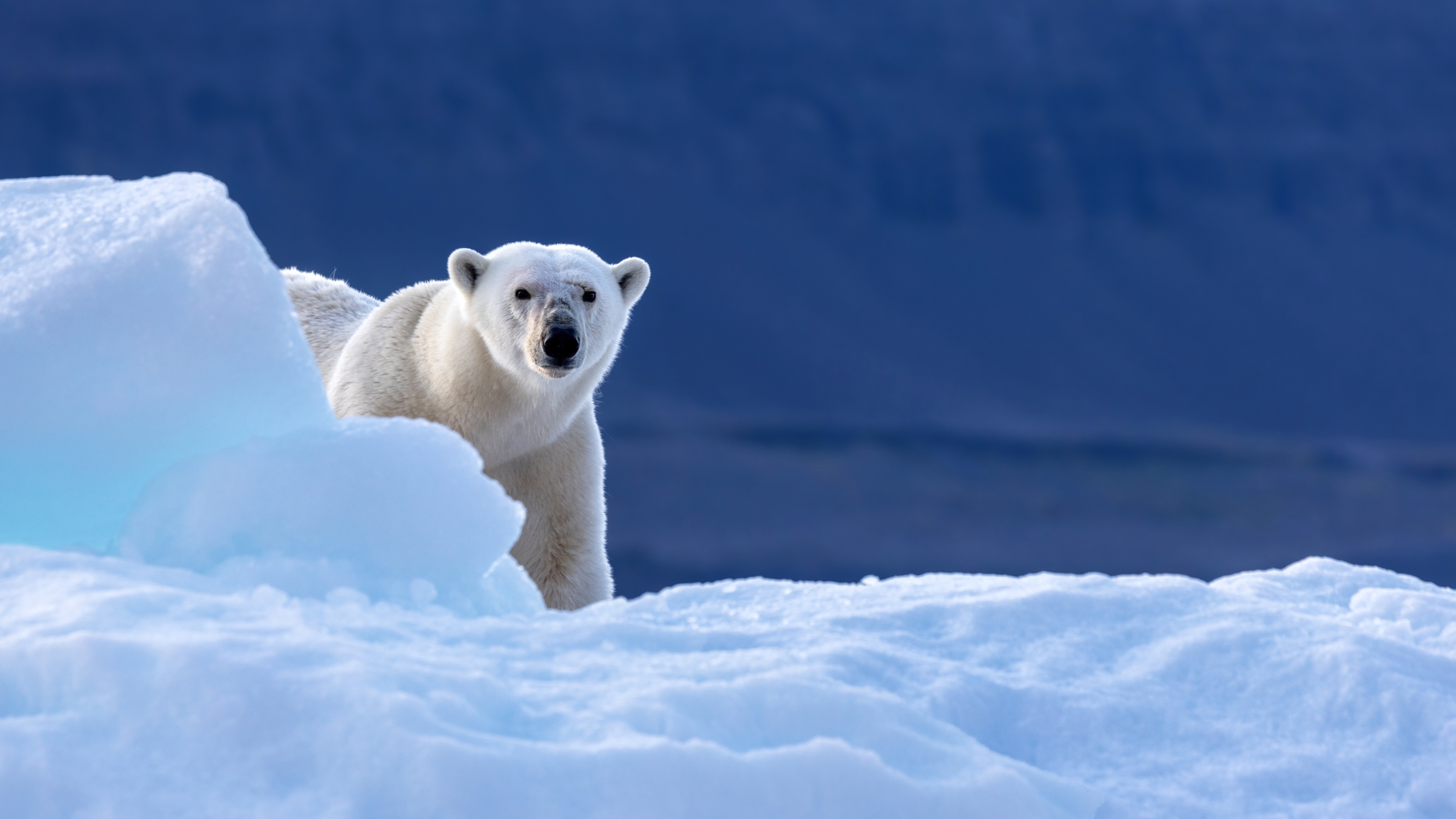 Grönland - Luxus-Kreuzfahrt durchs Polarmeer